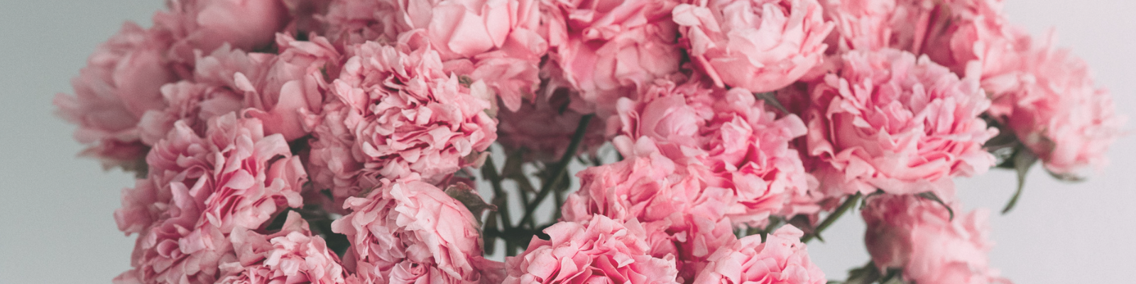 Carnations