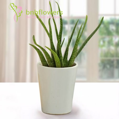 Beauty of Aloe Vera