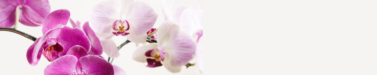 Orchids