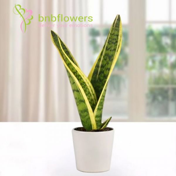 BNB Flowers
