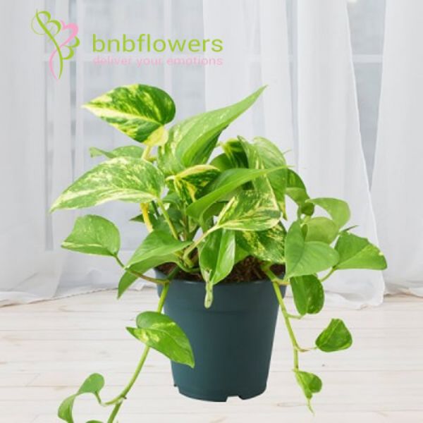 BNB Flowers
