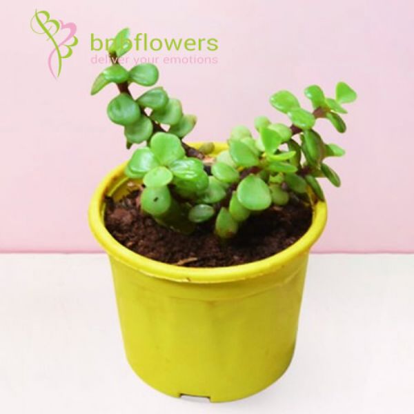 BNB Flowers