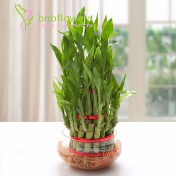  2 Layer Bamboo Plant 