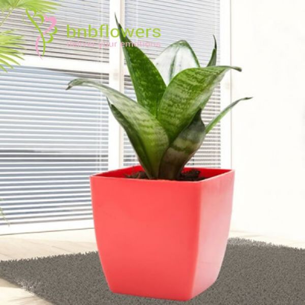  Green Potted Plant 