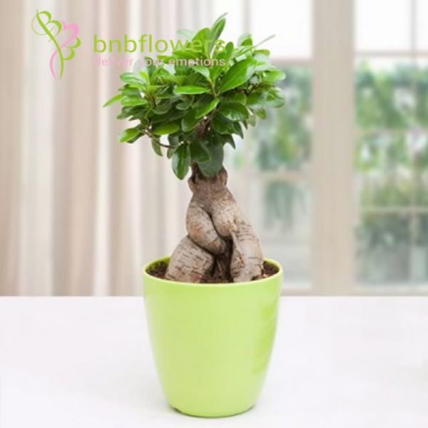 BNB Flowers
