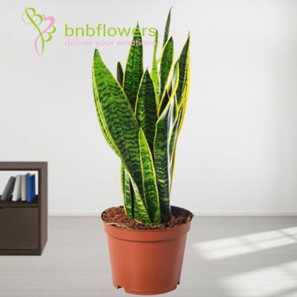 BNB Flowers