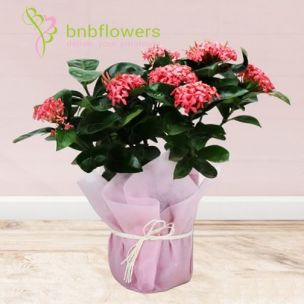 BNB Flowers