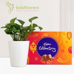 Money Plant with Cadbury Celebrations