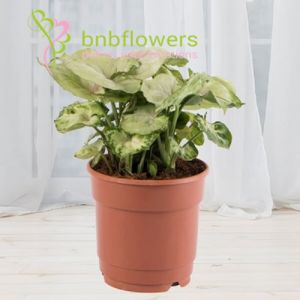 Syngonium Beauty