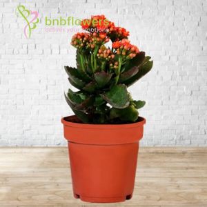  Orange Awesome Plant