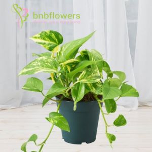 Prosperous Plant