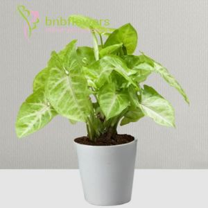 Wealthy Plant
