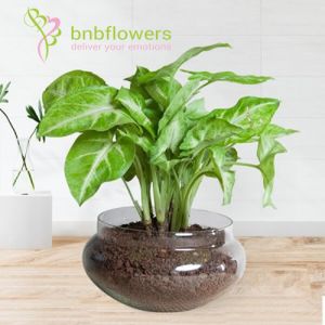 Charm Of Syngonium Plant