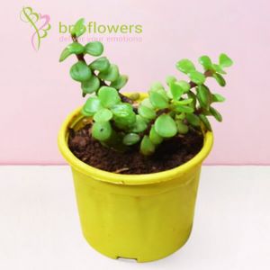 Mini Dwarf Jade