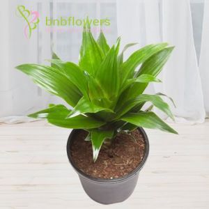 Dracaena Compacta Air Plant