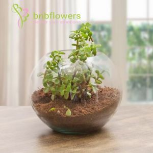 Jade Terrarium 