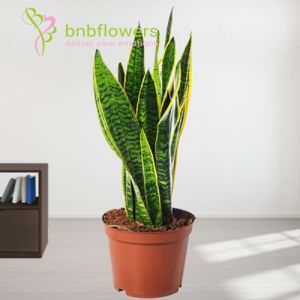 Sansevieria Plant 