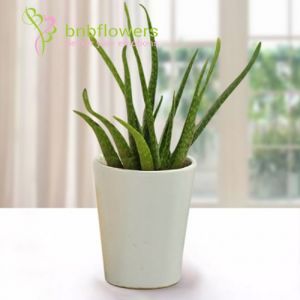 Beauty of Aloe Vera 